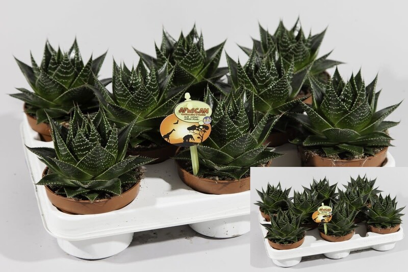 Aloes à Feuilles Courtes - Aloe Brevifolia - Le Jardin Du Pic Vert