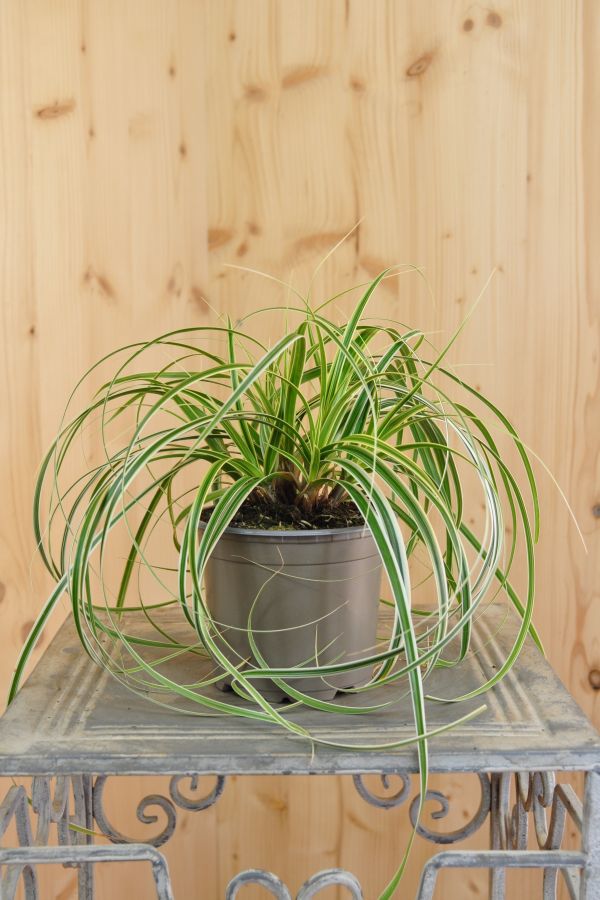 Carex Blumenbörse Online